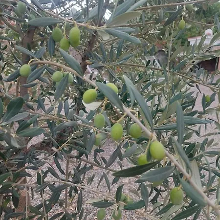 Podere Grandolfi Bed and Breakfast